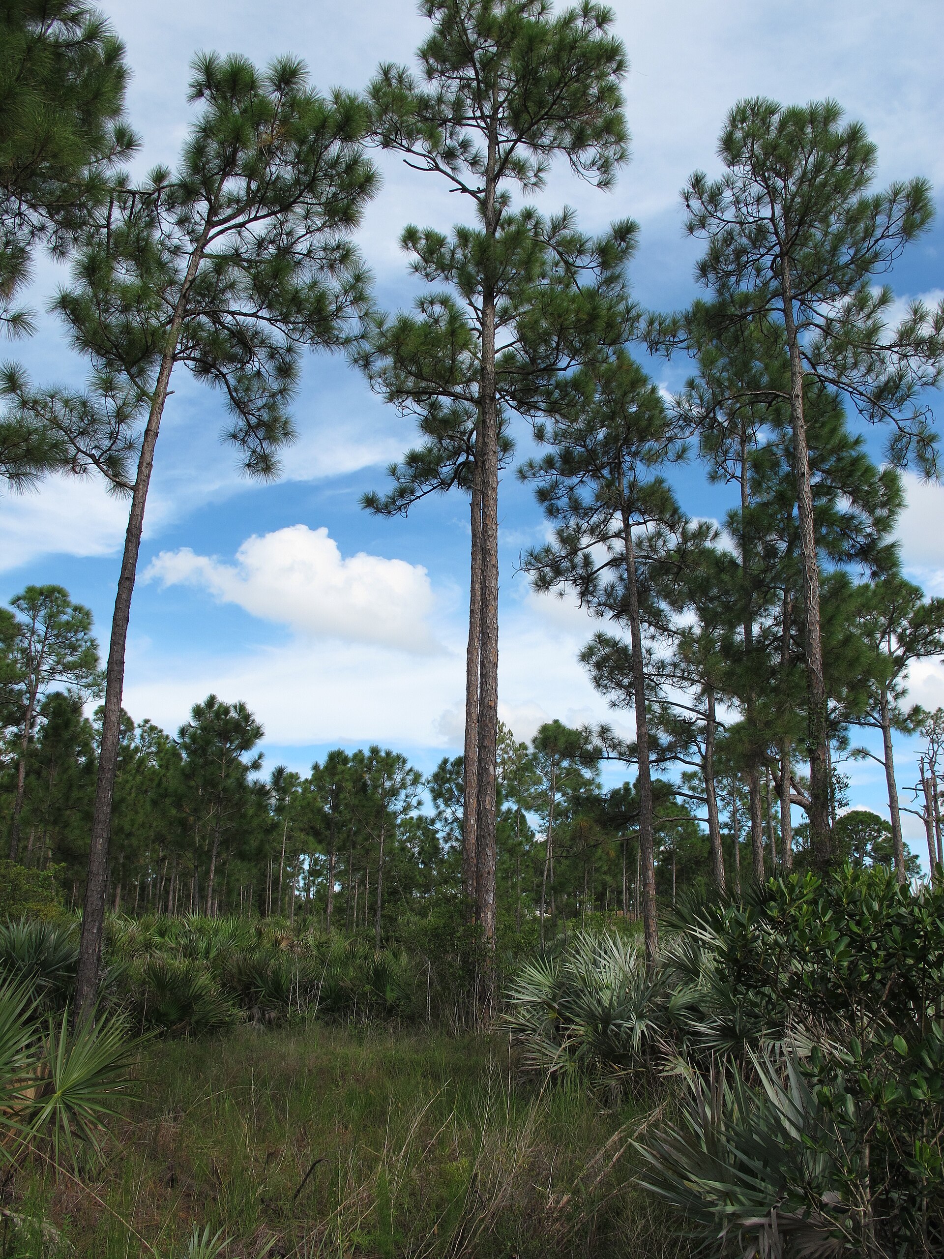Florida pine flatwoods
